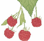 The Edible Schoolyard is a program of the Chez Panisse Foundation