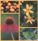 Therapeutic Guide to Herbal Medicines